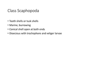 Class Scaphopoda
• Tooth shells or tusk shells
• Marine, burrowing
• Conical shell open at both ends
• Dioecious with trochophore and veliger larvae
 
