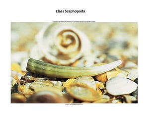 Class Scaphopoda.
 