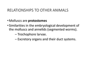 RELATIONSHIPS TO OTHER ANIMALS
•Molluscs are protostomes
•Similarities in the embryological development of
the molluscs and annelids (segmented worms).
– Trochophore larvae.
– Excretory organs and their duct systems.
 