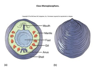 Class Monoplacophora.
 