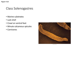 Figure 11.23
Class Solenogastres
• Marine substrates
• Lack shell
• Crawl on ventral foot
• Minute calcareous spicules
• Carnivores
 