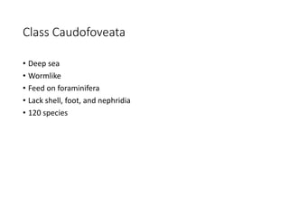 Class Caudofoveata
• Deep sea
• Wormlike
• Feed on foraminifera
• Lack shell, foot, and nephridia
• 120 species
 
