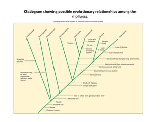 Cladogram showing possible evolutionary relationships among the
molluscs.
 
