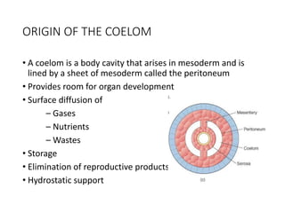 ORIGIN OF THE COELOM
• A coelom is a body cavity that arises in mesoderm and is
lined by a sheet of mesoderm called the peritoneum
• Provides room for organ development
• Surface diffusion of
– Gases
– Nutrients
– Wastes
• Storage
• Elimination of reproductive products
• Hydrostatic support
 