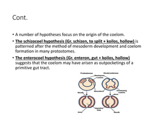 Cont.
• A number of hypotheses focus on the origin of the coelom.
• The schizocoel hypothesis (Gr. schizen, to split + koilos, hollow) is
patterned after the method of mesoderm development and coelom
formation in many protostomes.
• The enterocoel hypothesis (Gr. enteron, gut + koilos, hollow)
suggests that the coelom may have arisen as outpocketings of a
primitive gut tract.
 