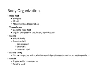 Body Organization
• Head-foot
• Elongate
• Mouth
• Attachment and locomotion
• Visceral mass
• Dorsal to head-foot
• Organs of digestion, circulation, reproduction
• Mantle
• Enfolds body
• Secretes shell
– periostracum
– prismatic.
– nacreous layer.
• Mantle cavity
• Gas exchange, excretion, elimination of digestive wastes and reproductive products
• Radula
• Supported by odontophore
• Rasping food
 