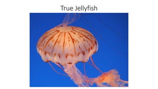 True Jellyfish
 