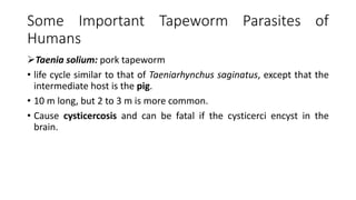 Some Important Tapeworm Parasites of
Humans
Taenia solium: pork tapeworm
• life cycle similar to that of Taeniarhynchus saginatus, except that the
intermediate host is the pig.
• 10 m long, but 2 to 3 m is more common.
• Cause cysticercosis and can be fatal if the cysticerci encyst in the
brain.
 