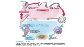 INVERTEBRATES  PHYLUMPLATYHELMINTHES 2.pdf