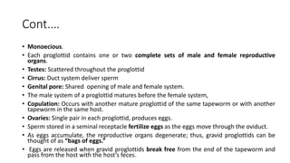Cont.…
• Monoecious.
• Each proglottid contains one or two complete sets of male and female reproductive
organs.
• Testes: Scattered throughout the proglottid
• Cirrus: Duct system deliver sperm
• Genital pore: Shared opening of male and female system.
• The male system of a proglottid matures before the female system,
• Copulation: Occurs with another mature proglottid of the same tapeworm or with another
tapeworm in the same host.
• Ovaries: Single pair in each proglottid, produces eggs.
• Sperm stored in a seminal receptacle fertilize eggs as the eggs move through the oviduct.
• As eggs accumulate, the reproductive organs degenerate; thus, gravid proglottids can be
thought of as “bags of eggs.”
• Eggs are released when gravid proglottids break free from the end of the tapeworm and
pass from the host with the host’s feces.
 