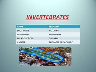 INVERTEBRATES
NAME            PLANARIA
BODY PARTS      NO LIMBS
MOVEMENT        MOVEMENT
REPRODUCTION    OVIPAROUS
HABITAT         THE MOST ARE AQUATIC
 