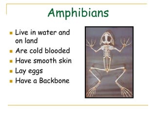 Amphibians
   Live in water and
    on land
   Are cold blooded
   Have smooth skin
   Lay eggs
   Have a Backbone
 