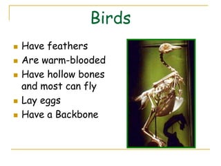 Birds
   Have feathers
   Are warm-blooded
   Have hollow bones
    and most can fly
   Lay eggs
   Have a Backbone
 
