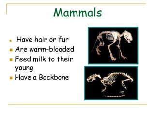 Mammals

   Have hair or fur
   Are warm-blooded
   Feed milk to their
    young
   Have a Backbone
 