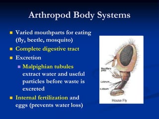 Invertebrates | PPTX