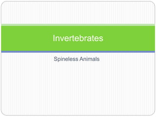 Spineless Animals
Invertebrates
 