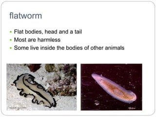 flatworm
 Flat bodies, head and a tail
 Most are harmless
 Some live inside the bodies of other animals
 