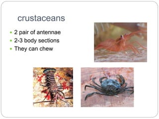 crustaceans
 2 pair of antennae
 2-3 body sections
 They can chew
 