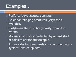Examples…
   Porifera: lacks tissues, sponges;
   Cnidaria: “stinging creatures” jellyfishes,
    hydroids,
   Platyhel...