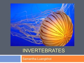 INVERTEBRATES
Samantha Luangkhot
 