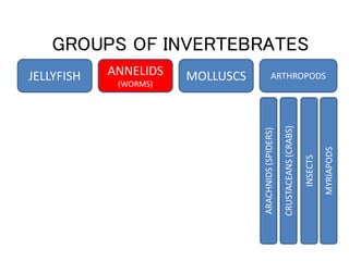 Invertebrates u5 | PPSX