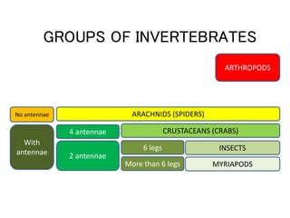 Invertebrates u5 | PPSX