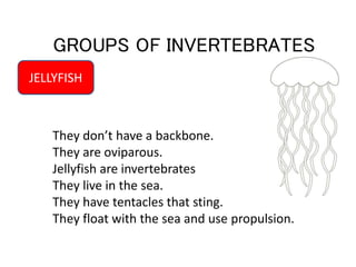 GROUPS OF INVERTEBRATES 
JELLYFISH 
They don’t have a backbone. 
They are oviparous. 
Jellyfish are invertebrates 
They li...
