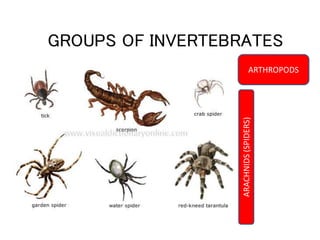 GROUPS OF INVERTEBRATES 
ARTHROPODS 
ARACHNIDS (SPIDERS) 
 