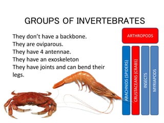GROUPS OF INVERTEBRATES 
ARTHROPODS 
INSECTS 
ARACHNIDS (SPIDERS) 
CRUSTACEANS (CRABS) 
MYRIAPODS 
They don’t have a backb...