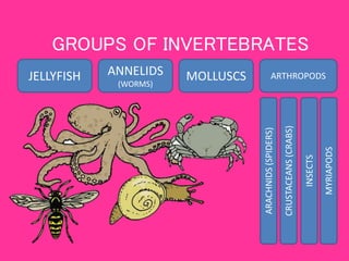 GROUPS OF INVERTEBRATES 
JELLYFISH ANNELIDS 
(WORMS) 
MOLLUSCS ARTHROPODS 
INSECTS 
ARACHNIDS (SPIDERS) 
CRUSTACEANS (CRAB...