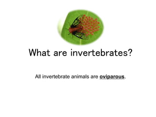 What are invertebrates? 
All invertebrate animals are oviparous. 
 