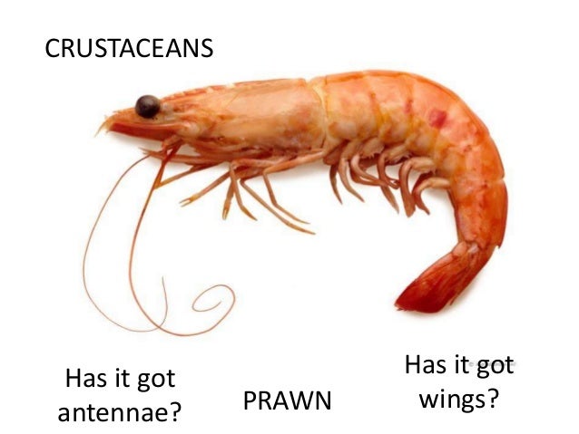 Prawn Vs Shrimp Size 50 Recent Pictures For Coloring Iconcreator Info