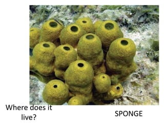 SPONGE
Where does it
live?
 