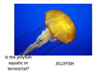 JELLYFISH
Is the jellyfish
aquatic or
terrestrial?
 