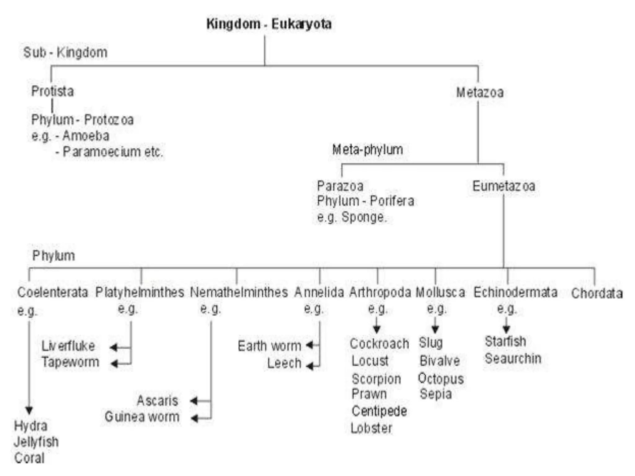 invertebrate-taxonomy-ppt