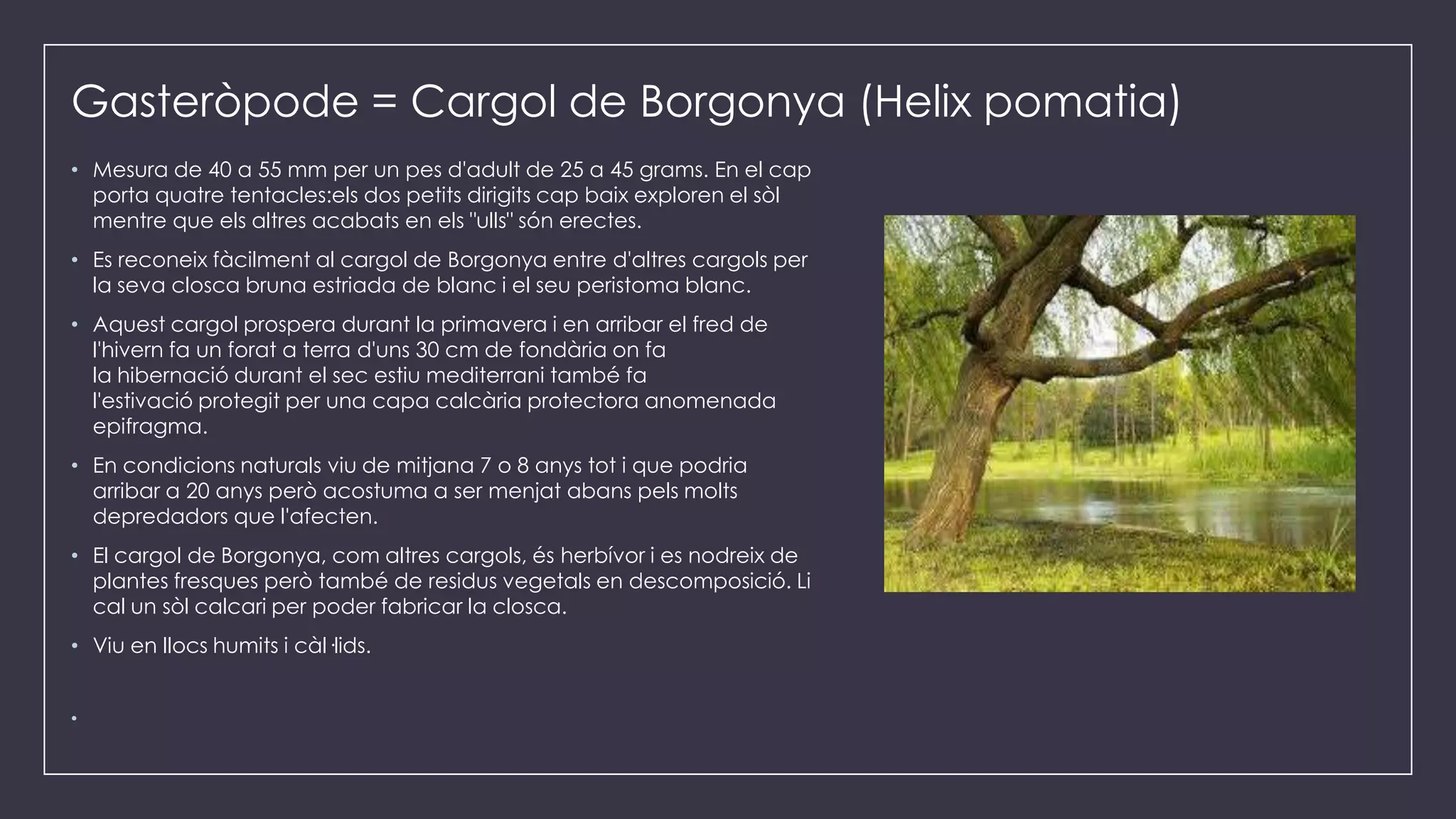 cargol-de-borgonya-ppt