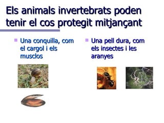 Els animals invertebrats poden tenir el cos protegit mitjançant Una conquilla, com el cargol i els musclos Una pell dura, com els insectes i les aranyes 