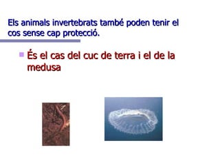 Els animals invertebrats també poden tenir el cos sense cap protecció. És el cas del cuc de terra i el de la medusa  