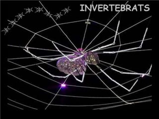 Invertebrats