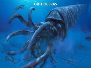 ORTHOCERAS
 
