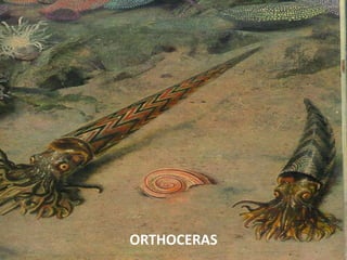ORTHOCERAS
 