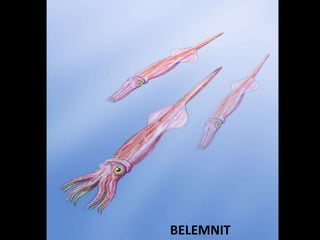BELEMNIT
 