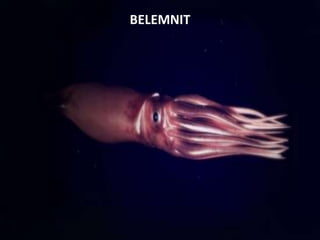 BELEMNIT
 
