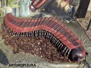 ARTHROPLEURA
 