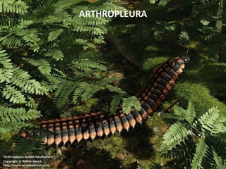 ARTHROPLEURA
 
