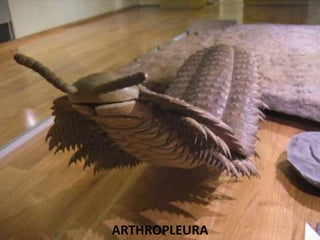 ARTHROPLEURA
 