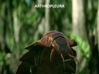 ARTHROPLEURA
 