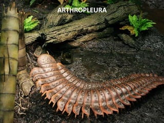 ARTHROPLEURA
 