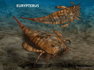EURYPTERUS
 