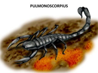 PULMONOSCORPIUS
 